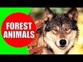 Forest Animals For Kids Children Learn Temperate Forest Animal Sounds Animals Of The Forest