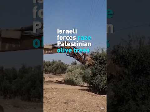 Israeli forces raze Palestinian olive trees ahead of harvest