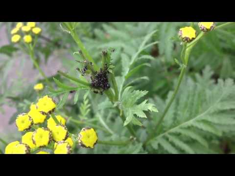 Hirtenameisen in Tannenbusch