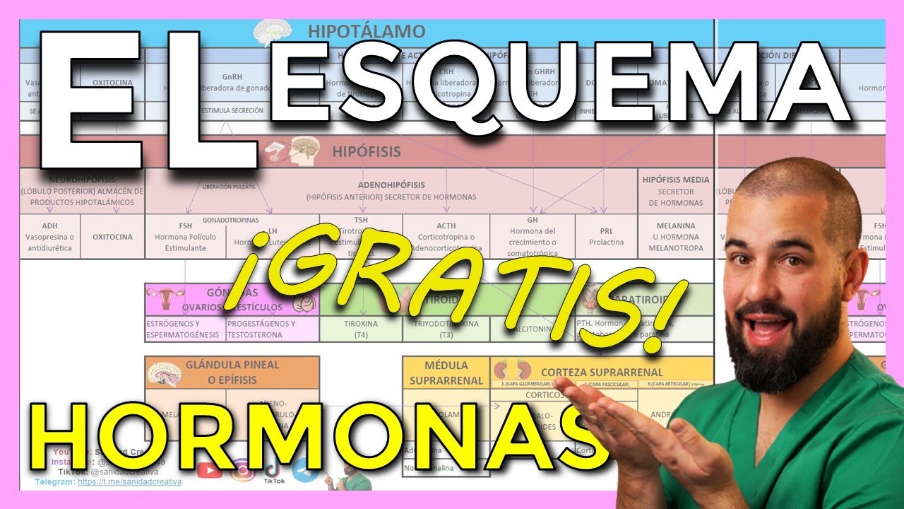 Eje HIPOTÁLAMO HIPÓFISIS y HORMONAS explicado FÁCIL con ESQUEMA