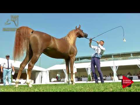 N.21 EMANOLLA - 2017 Pride Of Poland - 2 Years Old Fillies (Class 2A)