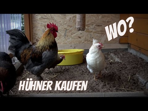 Hühner Tipp 8 - Wo kann man als Anfänger Hühner kaufen?