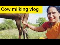 Cow Milking Vlog