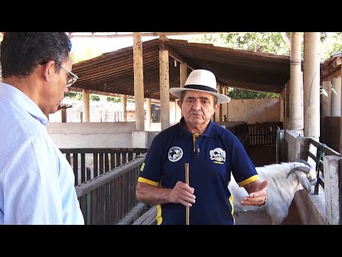 Sítio de Teresina se torna referência na criação de caprinos Savana 08 10 2022