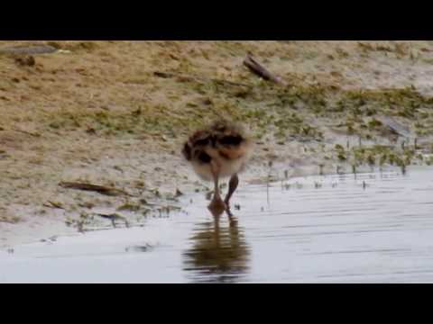 Newly hatched Lapwing chick feeding