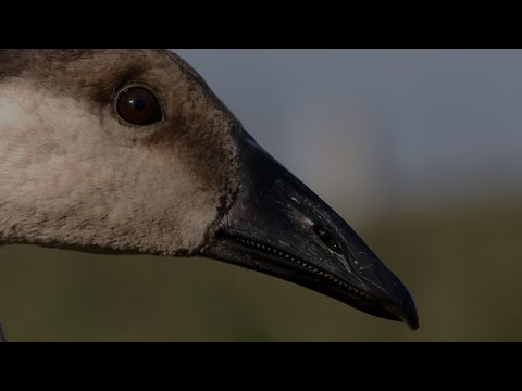 Hulunbuir series | Episode 2: Swan Goose