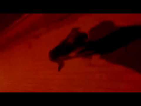 Sefir i Seyyah Hiphop İstilası