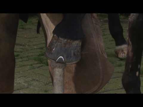 Vacht en Veren aflevering 29: De hoefsmid