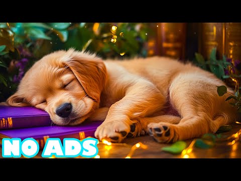 12 Hours of Low Frequency Calm for Dogs | Deep tones to calm nervous energy🔉Calm for Dogs