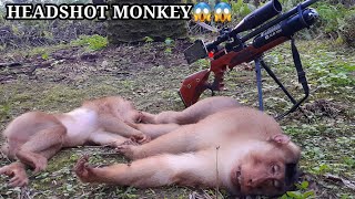 Download lagu HUNTING FOR MONKEY PESTS THAT DISTURB RESIDENTS mp3