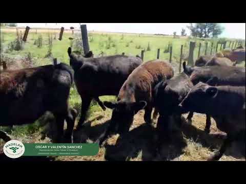 ARIN _ 30 TERNEROS DE 195 KG en FRANCISCO de VICTORIA, TRENQUE LAUEQUEN, BUENOS AIRES