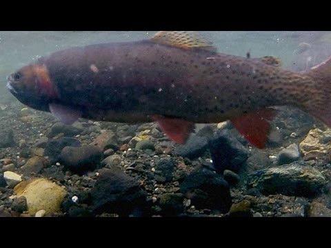 How Yellowstone Scientists Really Combat Invasive Species