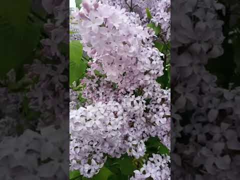 インディアンライラックの種を集める方法は？  庭園