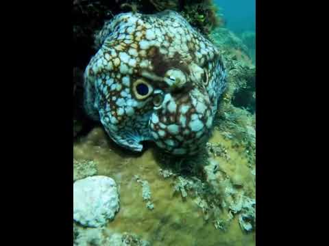 Uau, o que é isso 😳😳🤩 #diving #dive #scubadiving #divinglife #scuba #diveinstructor #watersport