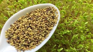How to Grow Clover Sprouts - Cheap and Easy Method
