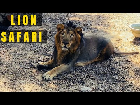 Nehru Zoological Park Safari Video || Hyderabad Zoo Park || Shashi & Sons #zooparksafari