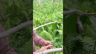 Download lagu hummingbird lure wulong / kuwol pretty 200k mini jackpout😂 mp3