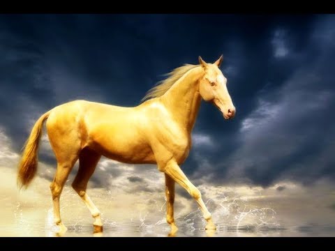 , title : 'Το Χρυσό Άλογο: Η πιο όμορφη και πιο σπάνια φυλή αλόγου στον κόσμο | THE GOLDEN HORSE'