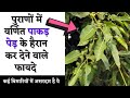 Unique benefits of Pakad tree. Amazing Health Benefits Of Ficus Virens | Benefits of Paakad The Jalebi