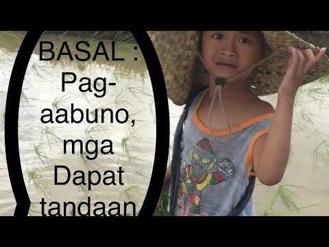 RICE FARMING: Ep.5 (PAG-AABUNO/ FERTILIZER/ BASAL )