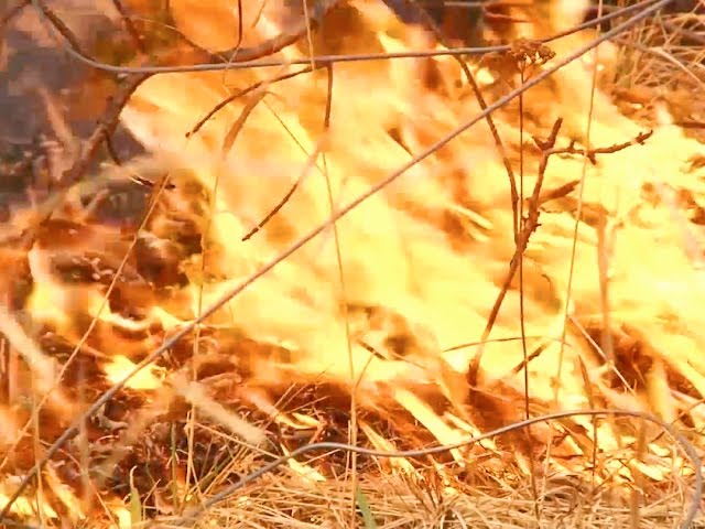 Ангарские леса в опасности