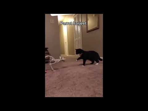 Meow fighter  #funny #cat 