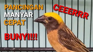 Download lagu PANCINGAN BURUNG MANYAR AGAR BUNYI, MANYAR GACOR, MANYAR KEPALA EMAS mp3 Download lagu PANCINGAN BURUNG MANYAR AGAR BUNYI, MANYAR GACOR, MANYAR KEPALA EMAS mp3