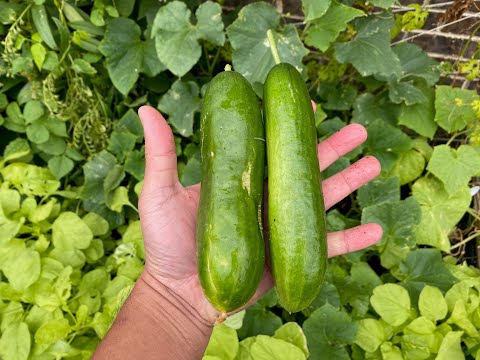 Soil Vs Hydroponic 07 - Can You Taste The Difference - Diva Cucumber