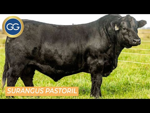 Semen Angus Surangus Pastoril