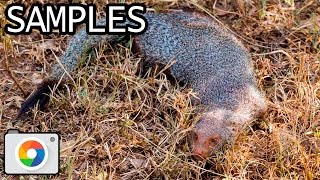 Canon EOS 5D Mark III with EF 70-200mm f/4L USM and 2x Extender lens samples