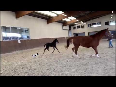 Escamillo x Lugato (Lanciano) stutfohlen