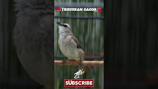 Download lagu Masteran Trucukan Gacor ROPEL PANJANG Ampuh Untuk Pancingan Trucuk Agar Cepat Menaikkan GACOR 134 mp3
