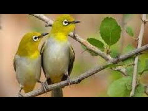 Jantan Novyj Trend Smotret Onlajn Na Sajte Trendovi Ru