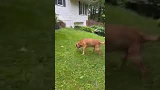 Video preview image #1 Labrador Retriever Puppy For Sale in Rootstown, OH, USA