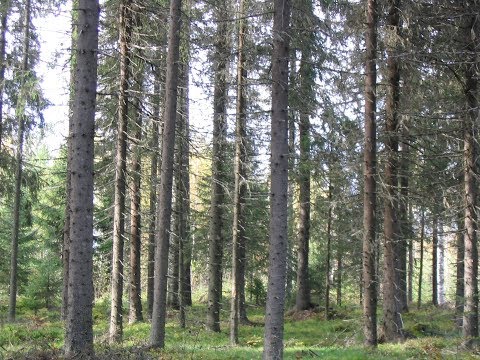 Metsolan metsäkoulu 36. Tuottoarvomenetelmä.