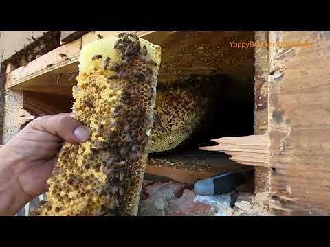 Questo è stato trovato nascosto nella loro casa!!!!