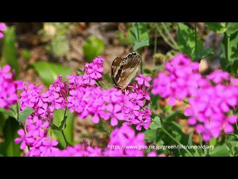 メスグロヒョウモン　メスの飛翔