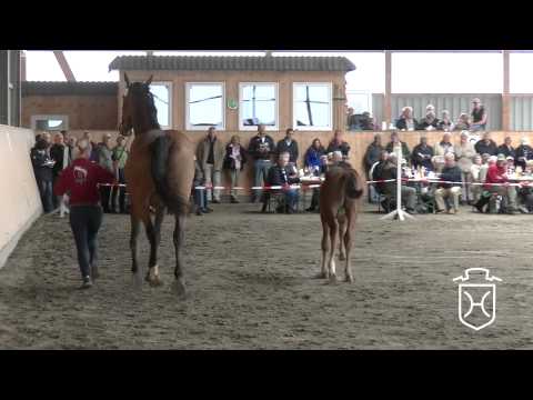 HEI229 Stutfohlen von Casall   Baloubet de Rouet   Quintero