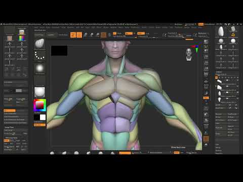 44 Anatomy Blockout Timelapse - Torso - Intro to Zbrush