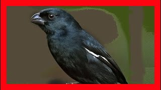 Negrito Cubano Canto - Cuban Bullfinch Bird Song -