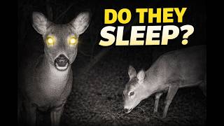 What Most People Never See Deer Doing at Night… - Trail Cam Stories
