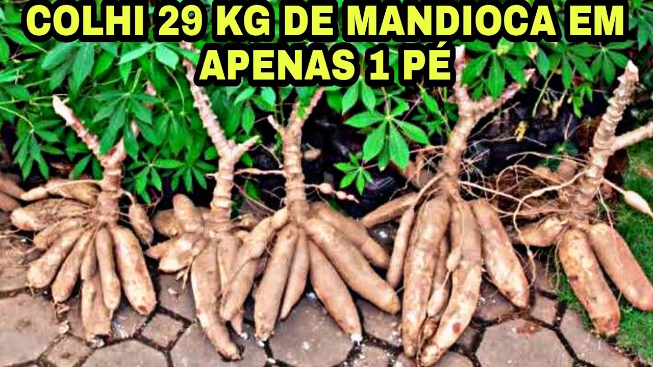 AULÃO completo DE PLANTIO DE mandioca PARA COLHER mais DE 20 KG em uma planta só