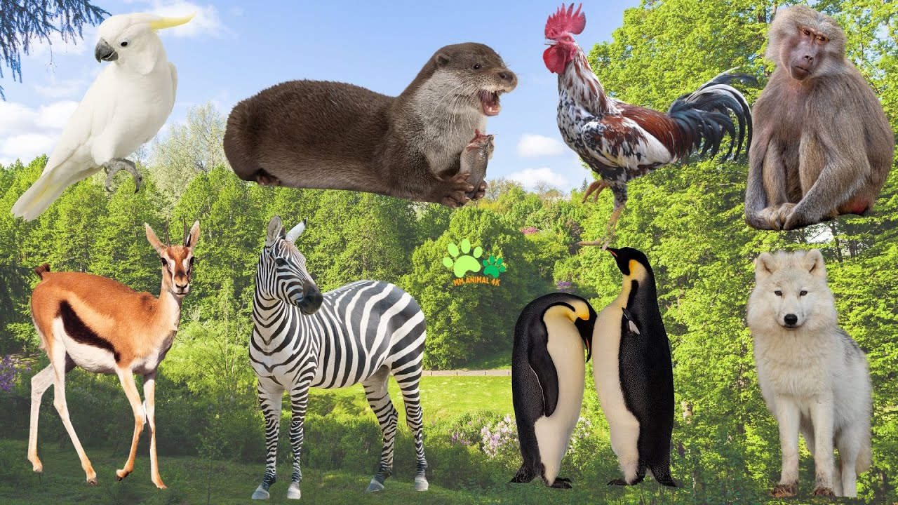 Cute animal sounds: Monkey, Chicken, Dog, Penguin, Zebra, Deer, Parrot, Sea Lion