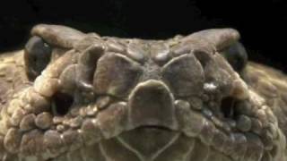 The Replacements - &quot;Rattlesnake&quot;