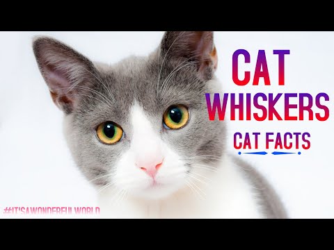 Cat Facts | why cats have whiskers and What Your Cat’s Whiskers Tell You about His Mood