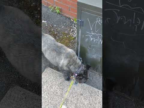 Blackley + Harpurhey walk with Jasper age 13 the Cairn terrier 🐶