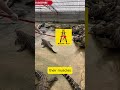 Why Crocodiles Freeze When Touched by Metal? Shocking Truth Revealed!