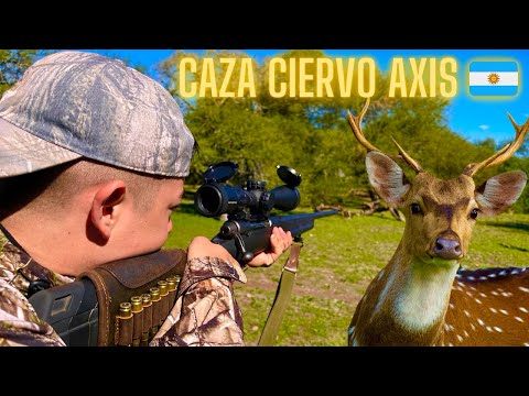 This is how I hunted my first Axis deer - a unique moment 🇦🇷💥 (Part 1)