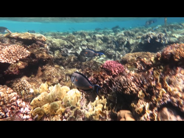 Bikini Girl Snorkeling - Free diving