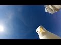 GoPro Seagull Stole My GoPro